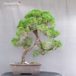 Juniperus Chinensis - immagine 3