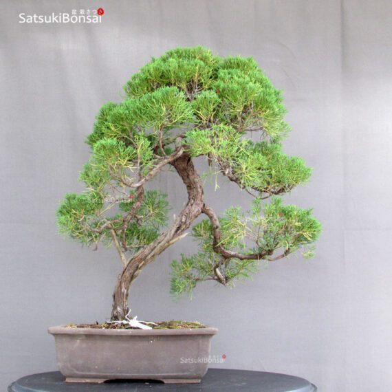 Juniperus Chinensis - immagine 3