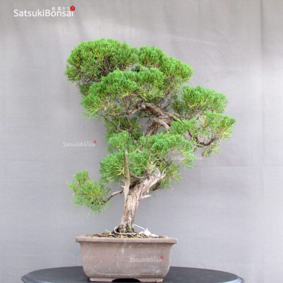 Juniperus Chinensis - immagine 4