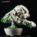Azalea Satsuki Var. HI-NO-MARU RISERVATO