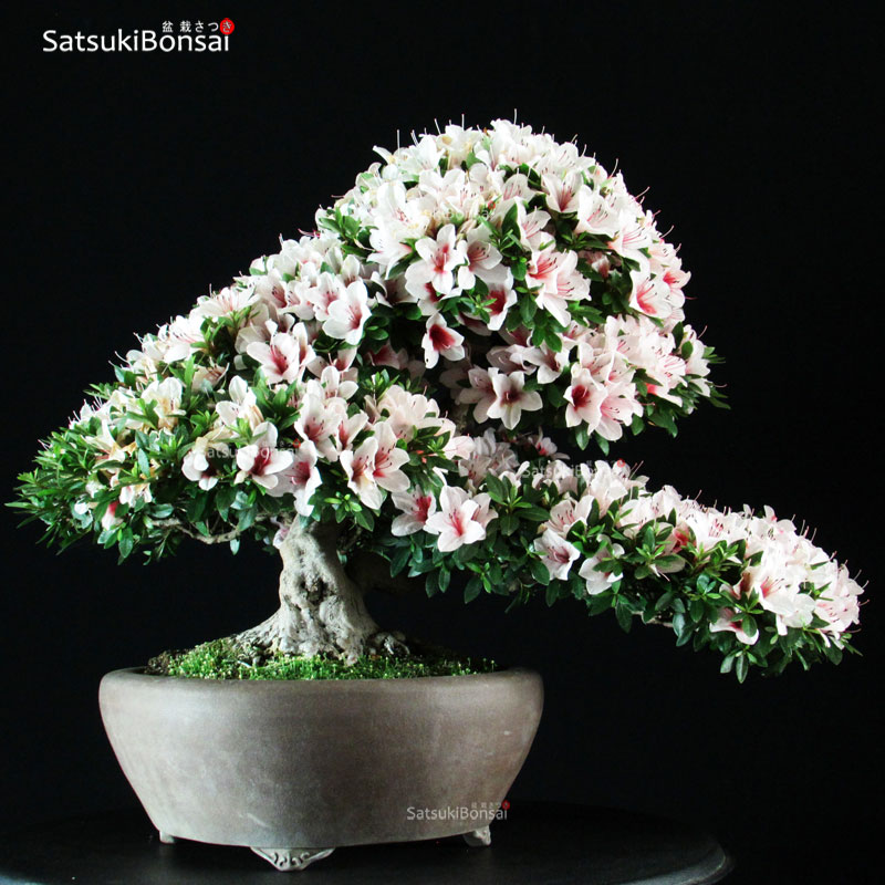 4733_13-Rhododendron-indicum-Satsuki-hinomaru Azalea Satsuki Var. HI-NO-MARU RISERVATO - immagine 1