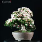 Azalea Satsuki Var. HI-NO-MARU RISERVATO - immagine 3