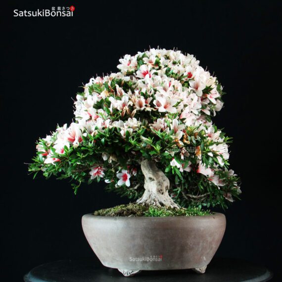 Azalea Satsuki Var. HI-NO-MARU RISERVATO - immagine 3