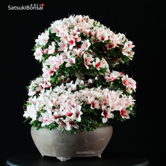 Azalea Satsuki Var. HI-NO-MARU RISERVATO - immagine 5