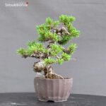 Pinus Pentaphylla var. Azuma VENDUTO - immagine 3