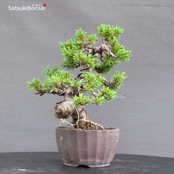 Pinus Pentaphylla var. Azuma VENDUTO - immagine 3