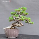 Pinus Pentaphylla var. Azuma VENDUTO - immagine 4