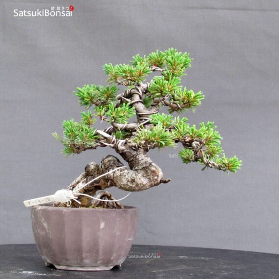 Pinus Pentaphylla var. Azuma VENDUTO - immagine 4