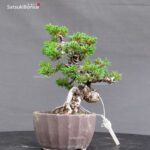 Pinus Pentaphylla var. Azuma VENDUTO - immagine 5
