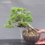Pinus Pentaphylla var. Azuma VENDUTO - immagine 2