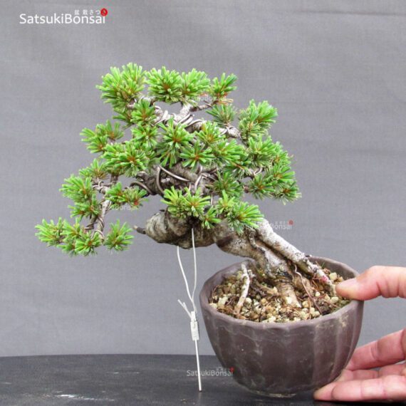 Pinus Pentaphylla var. Azuma VENDUTO - immagine 2