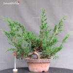 Juniperus Chinensis Itoigawa