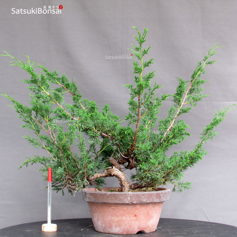 4928_1-Juniperus-chinensis-itoigawa Juniperus Chinensis Itoigawa - immagine 1
