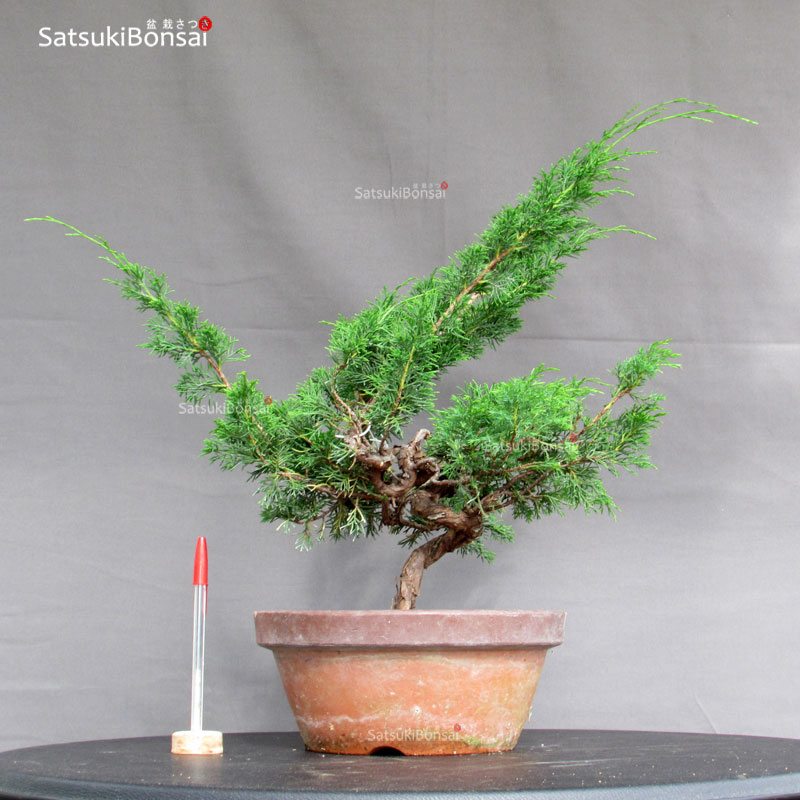 4929_1-Juniperus-chinensis-itoigawa Juniperus Chinensis Itoigawa - immagine 1