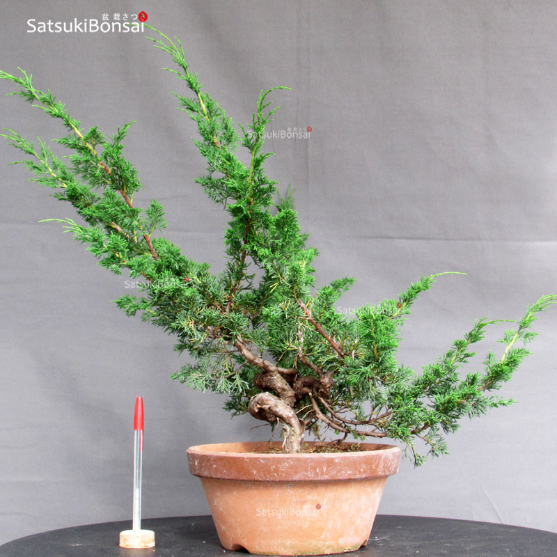 4931_1-Juniperus-chinensis-itoigawa Juniperus Chinensis Itoigawa - immagine 1