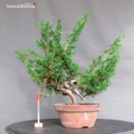 Juniperus Chinensis Itoigawa