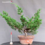 Juniperus Chinensis Itoigawa