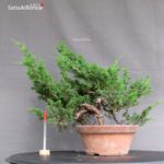 Juniperus Chinensis Itoigawa