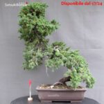Juniperus Rigida var. Yatsubusa- Tosho