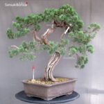Juniperus Chinensis Hokkaido