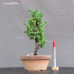Chamaecyparis Obtusa - Sekka Hinoki