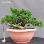 Juniperus Chinensis Itoigawa