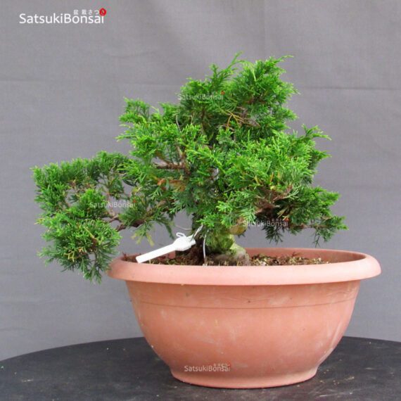 Juniperus Chinensis Itoigawa - immagine 2