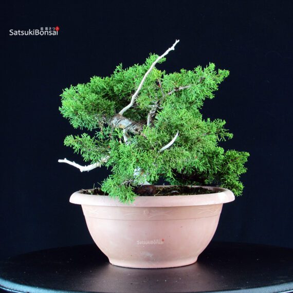 Juniperus Chinensis Itoigawa - immagine 2