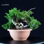 Juniperus Chinensis Itoigawa - immagine 3