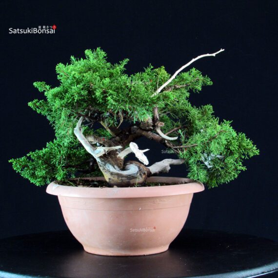 Juniperus Chinensis Itoigawa - immagine 3
