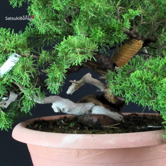 Juniperus Chinensis Itoigawa - immagine 5
