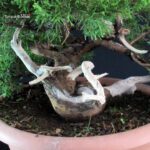 Juniperus Chinensis Itoigawa - immagine 6