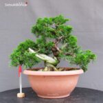 Juniperus Chinensis Itoigawa