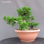 Juniperus Chinensis Itoigawa - immagine 2