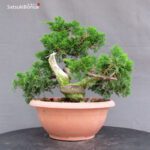 Juniperus Chinensis Itoigawa - immagine 3