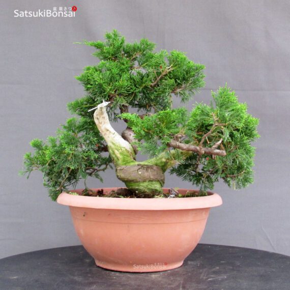 Juniperus Chinensis Itoigawa - immagine 3