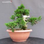 Juniperus Chinensis Itoigawa - immagine 4