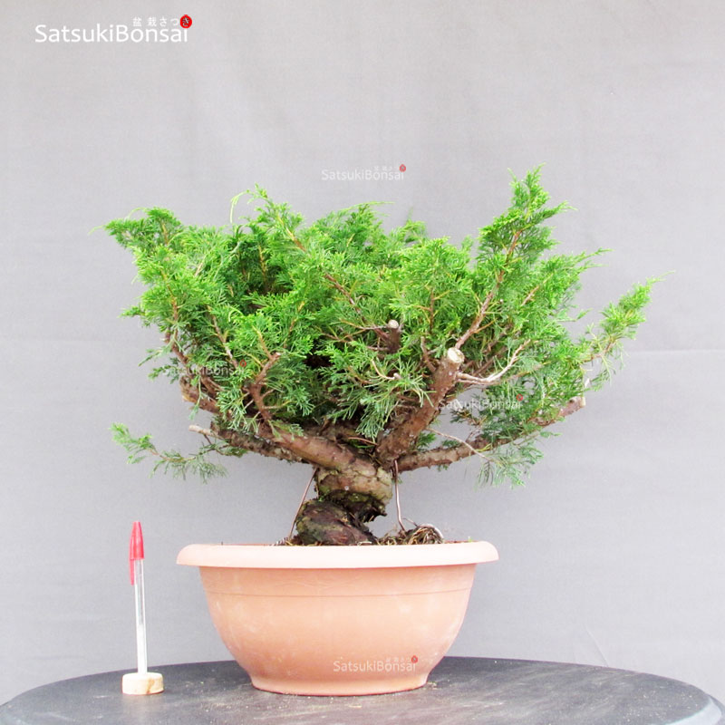 4526_1-Juniperus-Chinensis-itoigawa Juniperus Chinensis Itoigawa - immagine 1