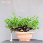 Juniperus Chinensis Itoigawa