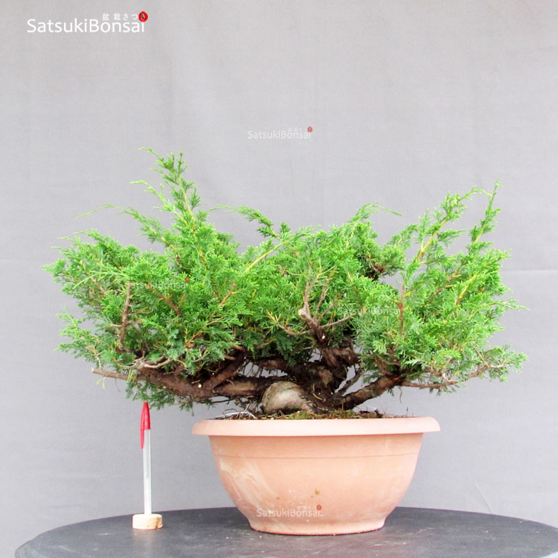 4529_1-Juniperus-Chinensis-itoigawa Juniperus Chinensis Itoigawa - immagine 1