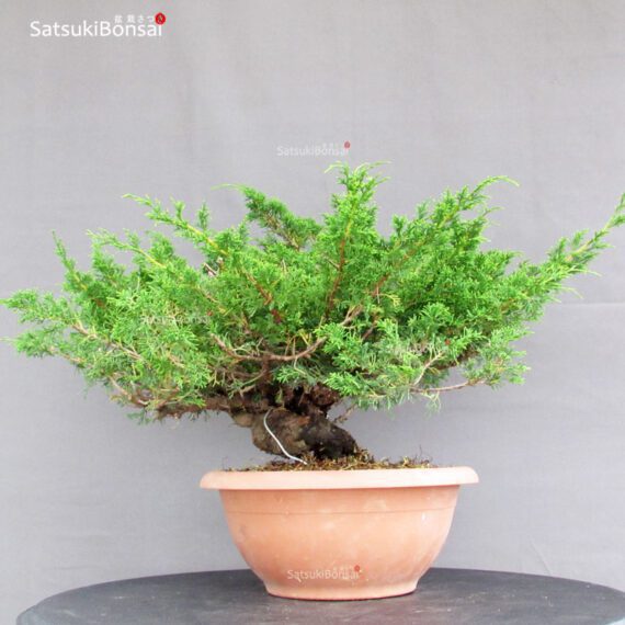 Juniperus Chinensis Itoigawa - immagine 2