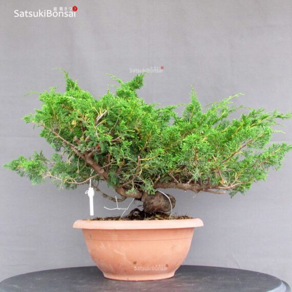 Juniperus Chinensis Itoigawa - immagine 3