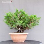 Juniperus Chinensis Itoigawa - immagine 4