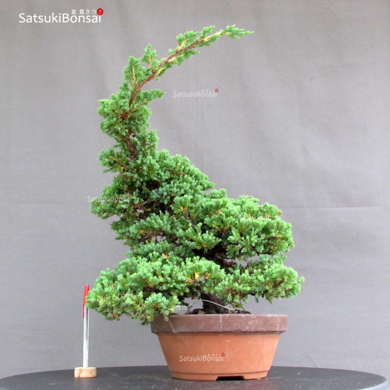 5017_1-Juniperus-procumbens Juniperus Procumbens - Sonare VENDUTO - immagine 1