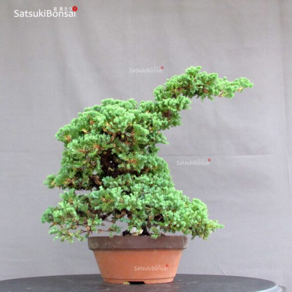 Juniperus Procumbens - Sonare VENDUTO - immagine 2