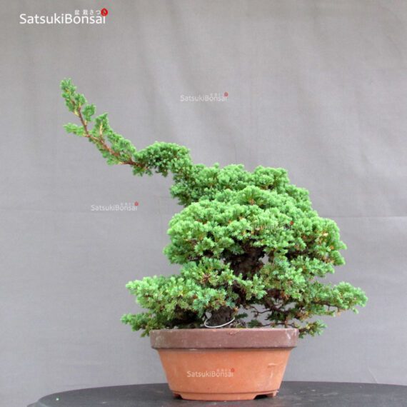 Juniperus Procumbens - Sonare VENDUTO - immagine 4