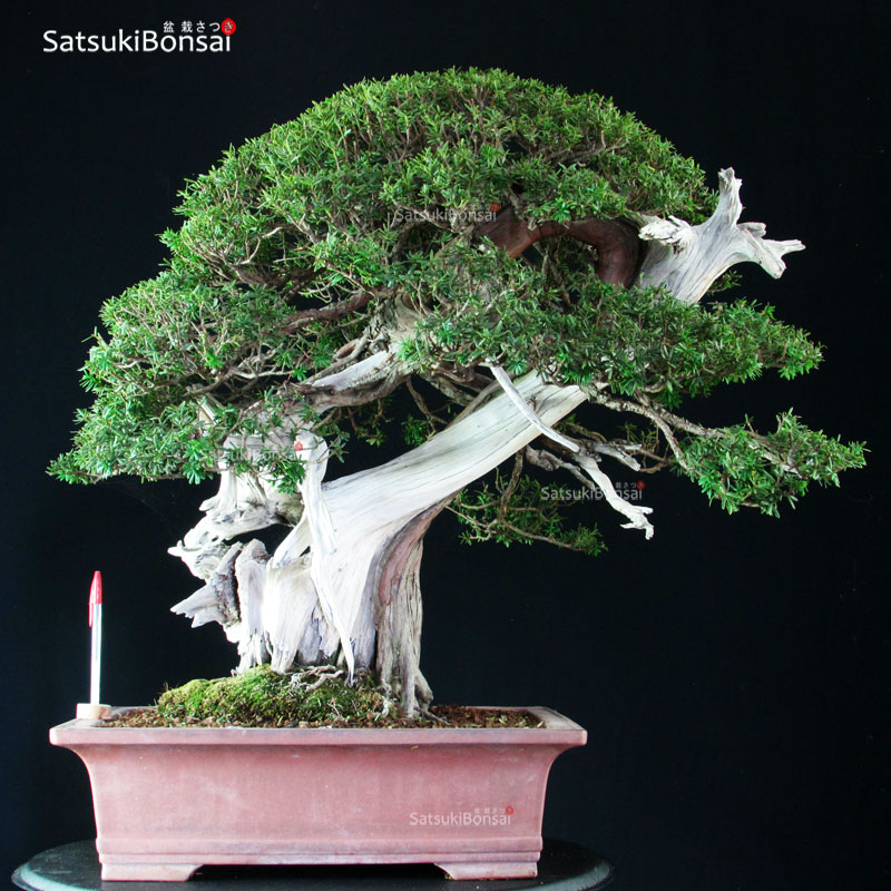 5027_13-Taxus-cuspidata-kokufu-ten Taxus Cuspidata - Tasso 76° KOKUFU TEN 2002 - immagine 1