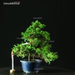 Juniperus Chinensis Itoigawa