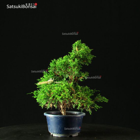 Juniperus Chinensis Itoigawa - immagine 2