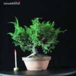 Juniperus Chinensis Itoigawa